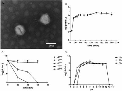 Characterization of a lytic Pseudomonas aeruginosa phage vB_PaeP_ASP23 and functional analysis of its lysin LysASP and holin HolASP